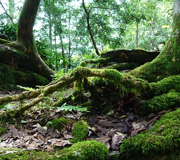 Тисо-самшитовая роща. Фото: sochi.go2all.ru
